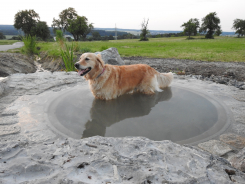KW-14-Fruehjahrseroeffnung-Dingelebrunnen-Hund.JPG